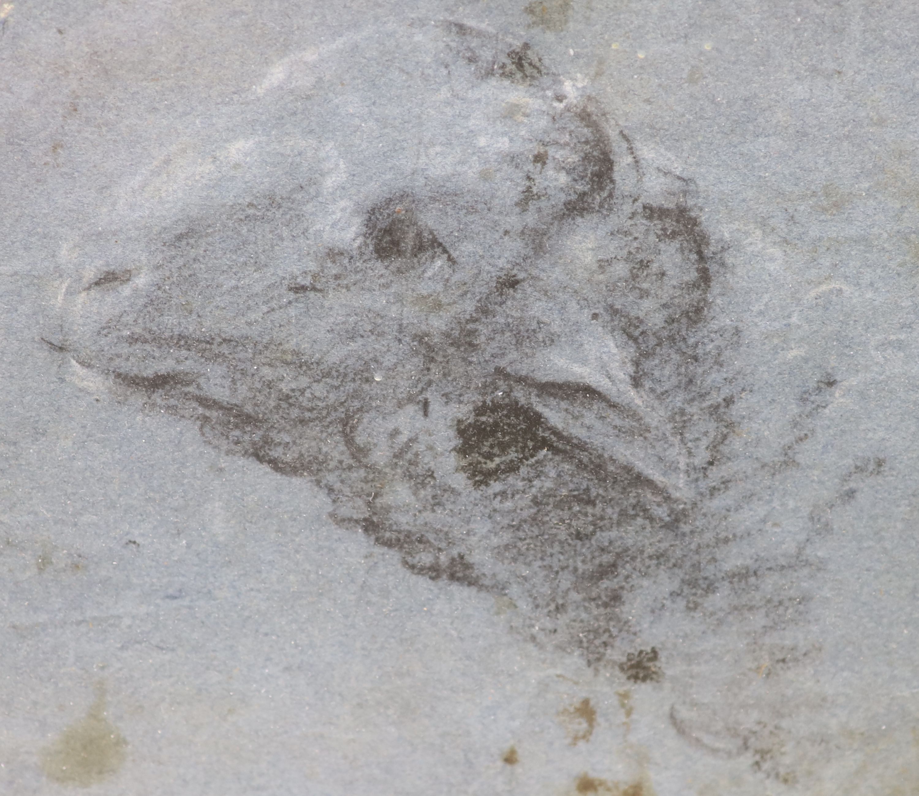 Old Master, pair of oils on card, roundels of classical figures, 13cm and a charcoal and chalk sketch of a sheep's head, 12 x 14cm